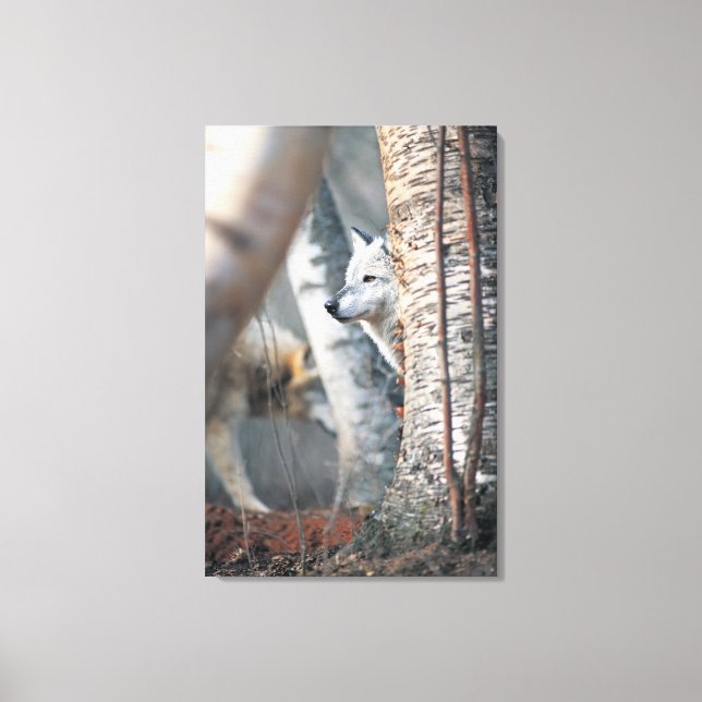 Lienzo Gray Wolf Behind Tree (Anverso)