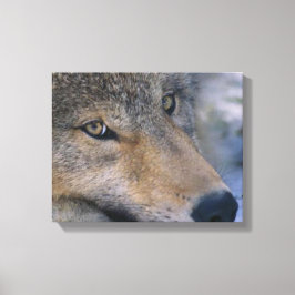 Lienzo Gray Wolf Lovers