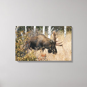Lienzo Grazing Bull Moose
