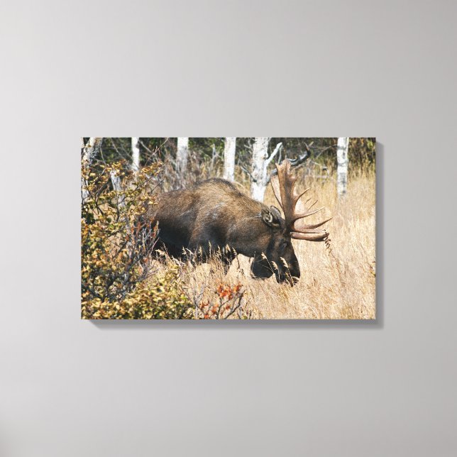 Lienzo Grazing Bull Moose (Anverso)