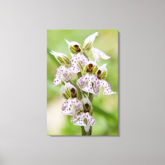 Lienzo Grecia, Creta. Orquídea en flor Orchis (Anverso)
