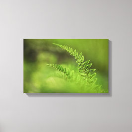 Lienzo Green Fern Frond Nature Photo