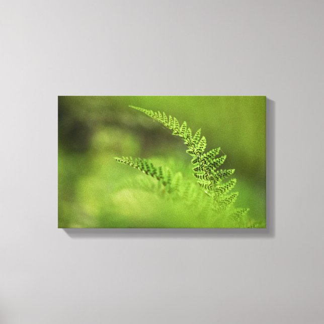 Lienzo Green Fern Frond Nature Photo (Anverso)