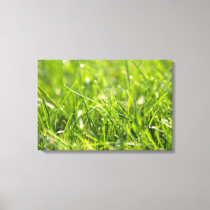 Lienzo Green Fresh Morning Grass