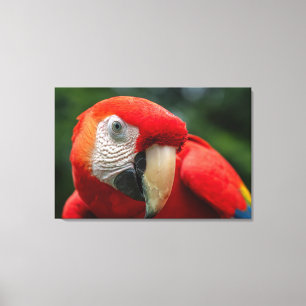 Lienzo Guacamayo Escarlata en la Selva Tropical de Costa
