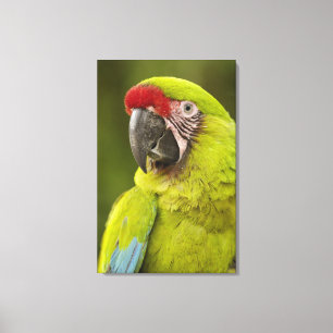 Lienzo Guacamayo Militar