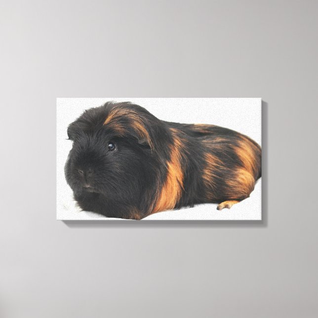 Lienzo Guinea Pig (Anverso)
