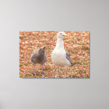 Gull y pollito
