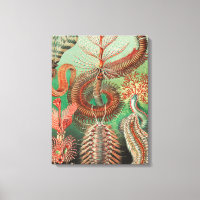 Gusanos, Anélidos Chaetopoda por Ernst Haeckel