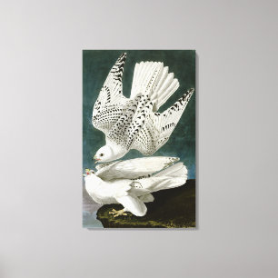 Lienzo Gyrfalcon de John Audubon