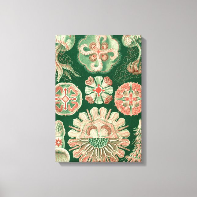 Lienzo Haeckel Discomedusae (Anverso)