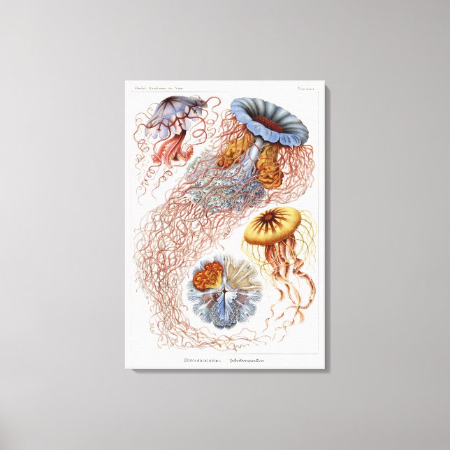 Lienzo Haeckel Jellyfish, Discomedusa (Anverso)