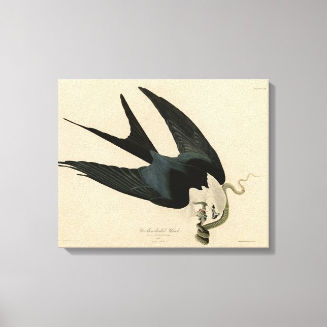 Lienzo Halcón de cola ciega - Aves de América de Audubon (Anverso)