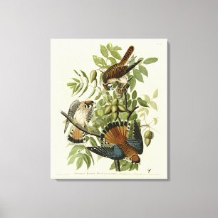 Lienzo Halcón resplandeciente americano - Los pájaros de