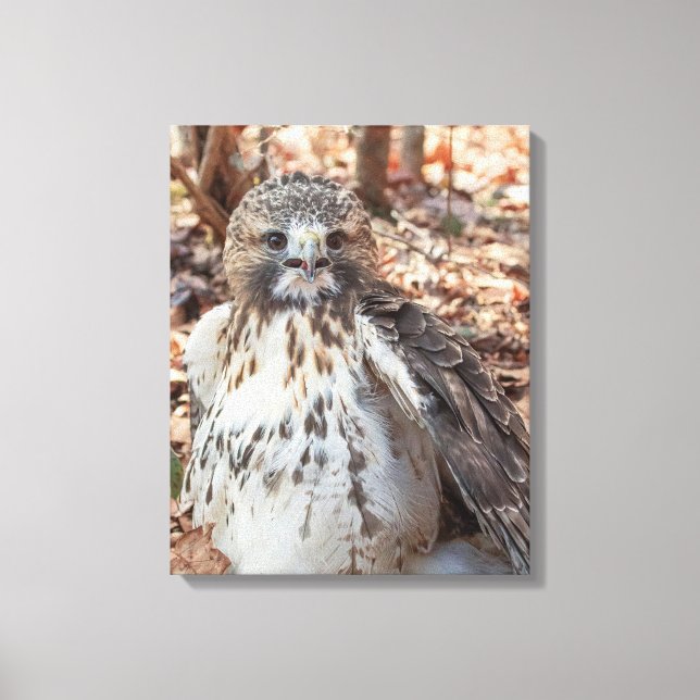 Lienzo Halcón rojo con cola (Anverso)