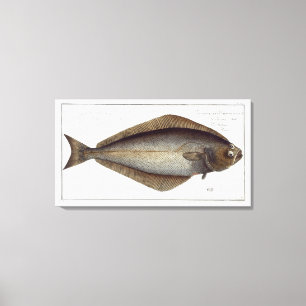Lienzo Halibut (Pleuronectas Hippoglossus) placa XLVII pa