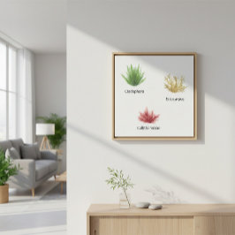 Lienzo Hand Drawn Cladophora, Ectocarpus Seaweed