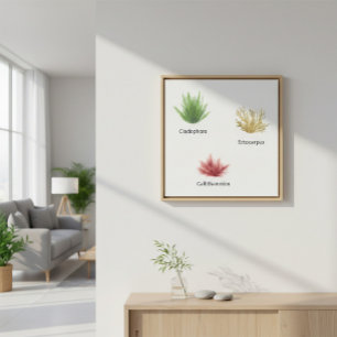 Lienzo Hand Drawn Cladophora, Ectocarpus Seaweed