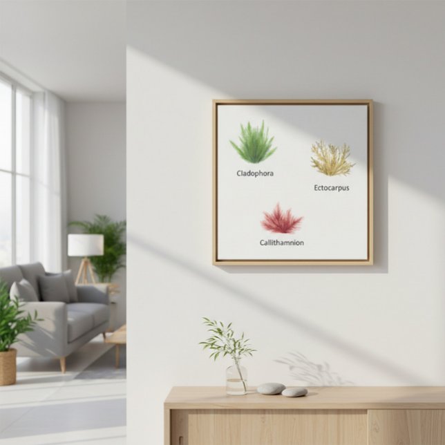 Lienzo Hand Drawn Cladophora, Ectocarpus Seaweed (Subido por el creador)