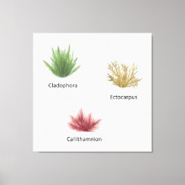 Lienzo Hand Drawn Cladophora, Ectocarpus Seaweed