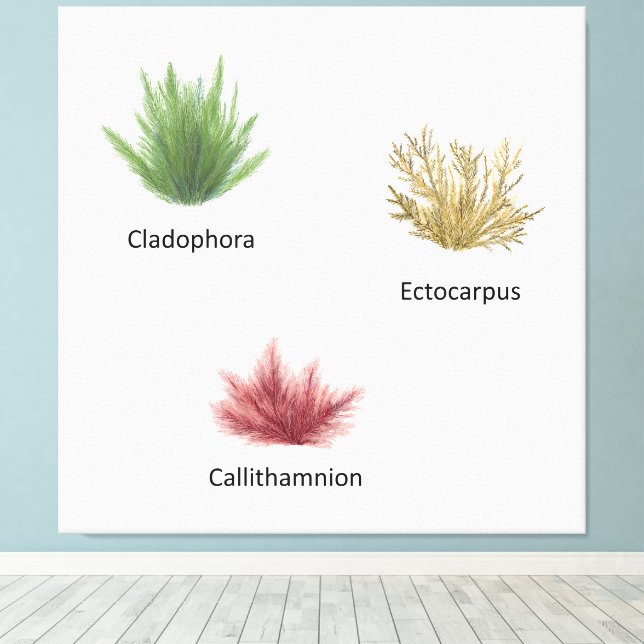 Lienzo Hand Drawn Cladophora, Ectocarpus Seaweed (Insitu (piso de madera))