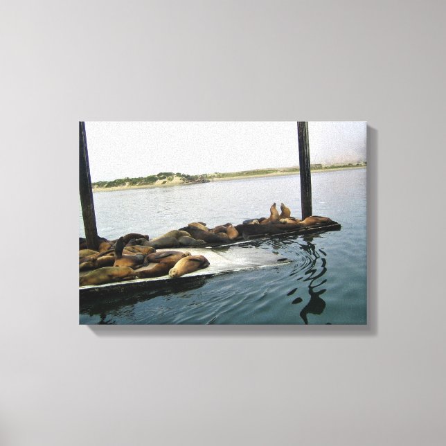 Lienzo Harbour Seals, Morro Bay, California (Anverso)