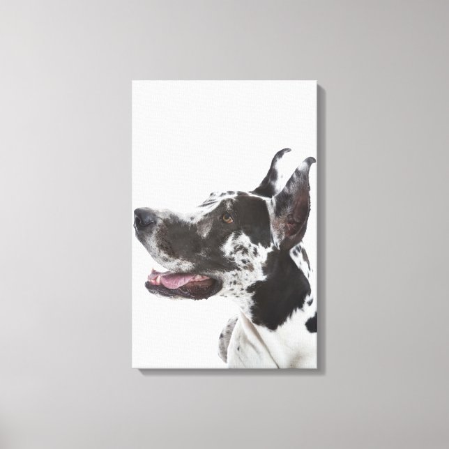 Lienzo Harlequin Great Dane (Anverso)