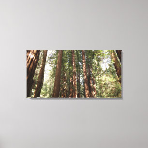 Lienzo Hasta Redwoods II en el Monumento Nacional Muir Wo