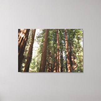 Lienzo Hasta Redwoods II en el Monumento Nacional Muir Wo