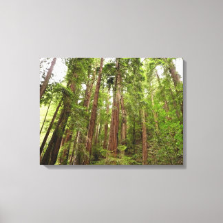 Lienzo Hasta secuoyas en el Monumento Nacional Muir Woods