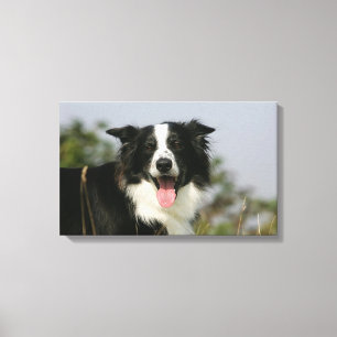 Lienzo Headshot 1 del jadeo del border collie