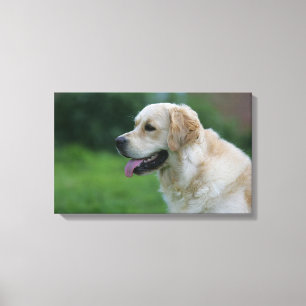 Lienzo Headshot 2 2 del golden retriever