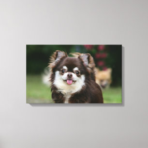 Lienzo Headshot de pelo largo 1 de la chihuahua