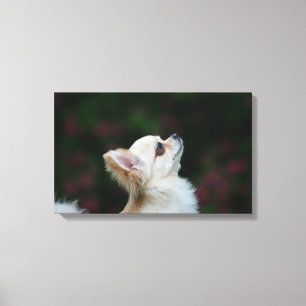 Lienzo Headshot de pelo largo 2 de la chihuahua