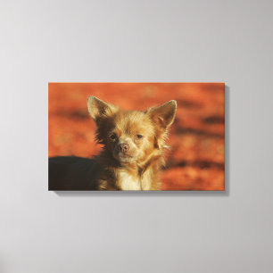 Lienzo Headshot del perrito de la chihuahua