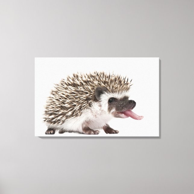 Lienzo Hedgehog de cuatro dedos - Atelerix albiventris (Anverso)