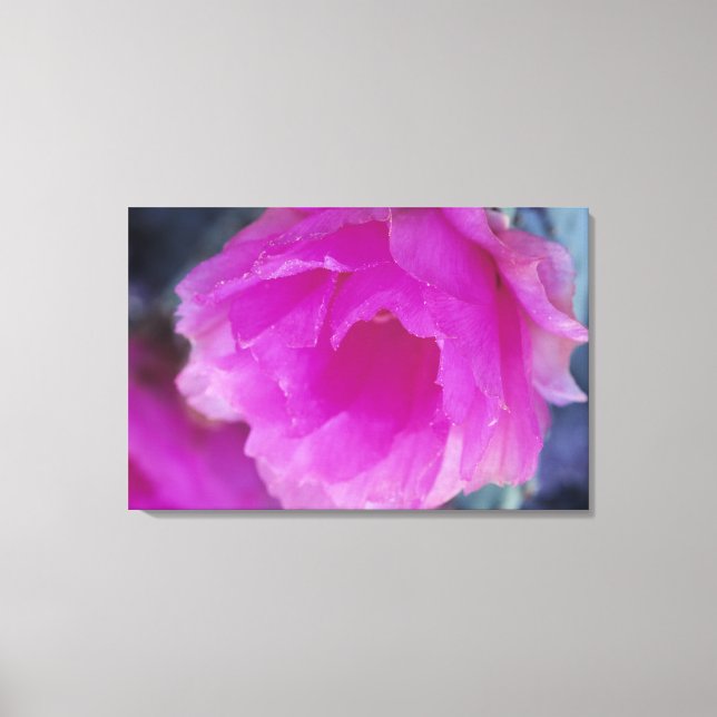 Lienzo Hedgehog Rosa Flor de Cactus (Echinocereus) (Anverso)