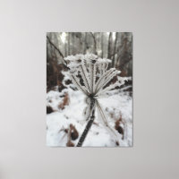 heladas de invierno en plantas en la fotografía fo