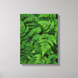 Lienzo helado bracken con gotas de lluvia, estado de Wash