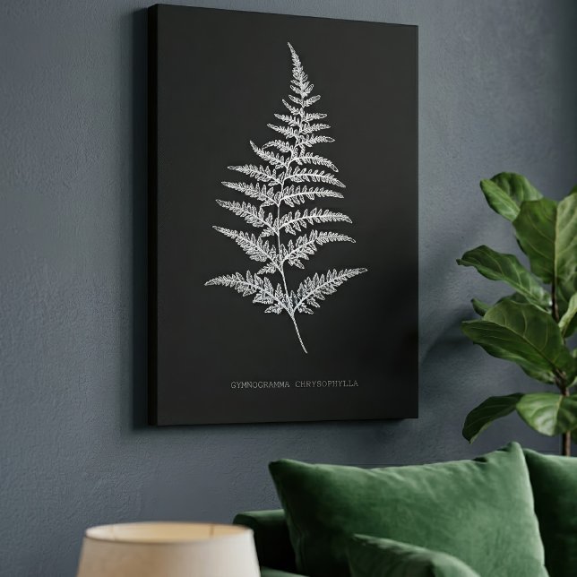 Lienzo Helecho Dorado, Gymnogramma Chrysophylla (Golden Fern Frond, Gymnogramma Chrysophylla. Canvas Print)