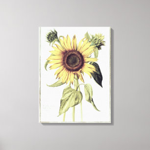 Lienzo Helianthus annuus de 'Velins du Roi Vol.36'