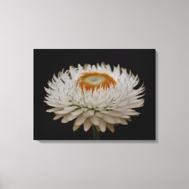 Lienzo Helichrysum Flower Canvas Print