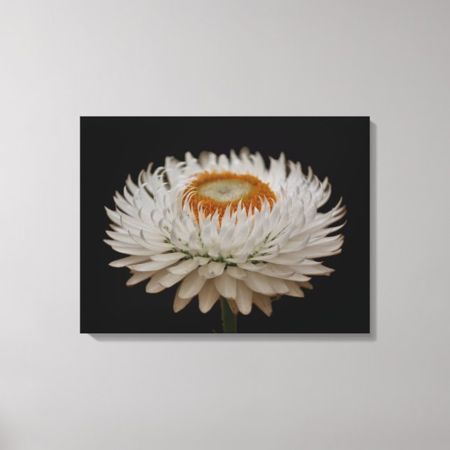 Lienzo Helichrysum Flower Canvas Print (Anverso)