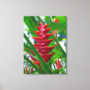 Lienzo Heliconia hawaiana