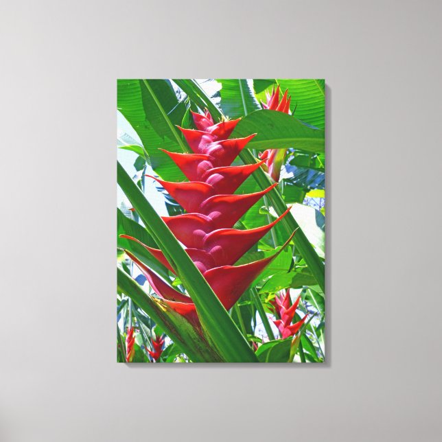 Lienzo Heliconia hawaiana (Anverso)