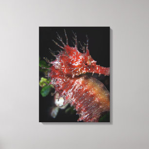 Lienzo Hembra Begur del potro del Seahorse el  