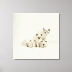 Lienzo Hembra del gato de Ragdoll con los gatitos