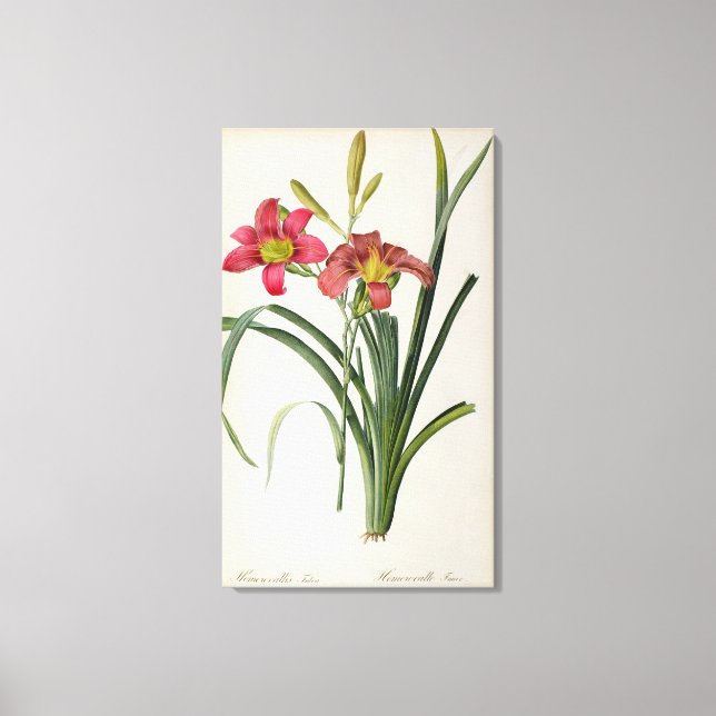 Lienzo Hemerocallis fulva, de "Les Liliacees", 1805 (Anverso)