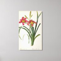 Hemerocallis fulva, de "Les Liliacees", 1805