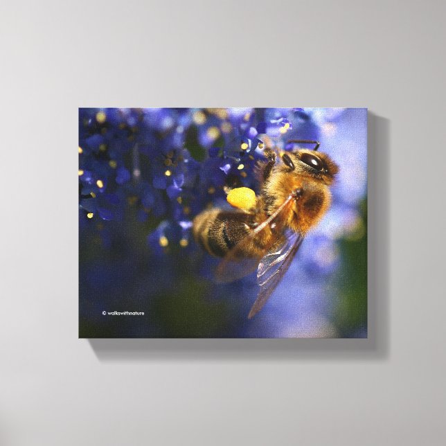 Lienzo Hermosa abeja de miel en California Lilac (Anverso)